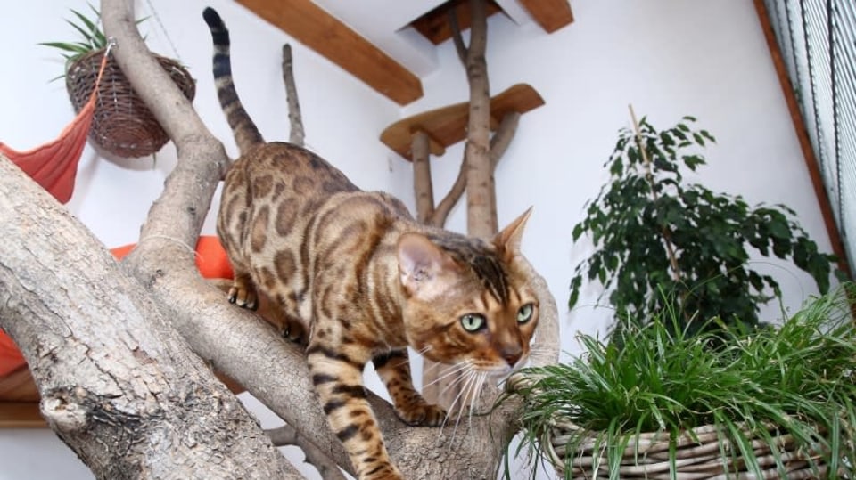 Poodhalíme původ bengálských koček, které svým vzhledem připomínají malého leoparda